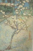 Vincent Van Gogh Blossoming Pear Tree (nn04) china oil painting reproduction